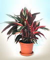 کالا‌ته‌آ سه ستاره,Calathea Tricolor
